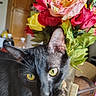 cat, black_cat, yellow_eyes, flower_bouquet, artificial_flowers, indoor, close_up, curious, pet, plant, colorful, table, vase, wooden_furniture, domestic, animal, portrait, green_leaves, background, home