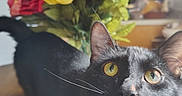Osbourne joined the competition — help win amazing prizes! animal, background_blur, black_cat, bouquet, cat, close_up, colorful, curious, domestic, feline, flowers, focus, indoor, leaf, pet, plant, portrait, table, whiskers, yellow_eyes