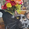 cat, black_cat, yellow_eyes, whiskers, flowers, bouquet, indoor, curious, close_up, pet, animal, feline, table, colorful, plant, leaf, domestic, portrait, focus, background_blur
