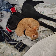 Dolly joined the competition — help win amazing prizes! dog, cat, bed, blanket, clothing, sleeping, pet, orange_cat, black_dog, indoor, resting, feline, canine, fur, collar, quilt, cozy, nap, animal, friendship