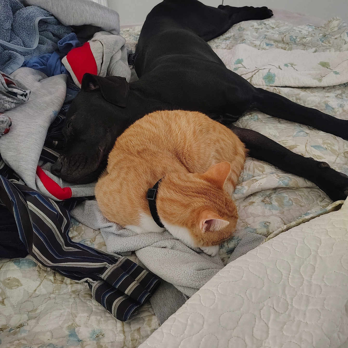 Dolly joined the competition — help win amazing prizes! dog, cat, bed, blanket, clothing, sleeping, pet, orange_cat, black_dog, indoor, resting, feline, canine, fur, collar, quilt, cozy, nap, animal, friendship