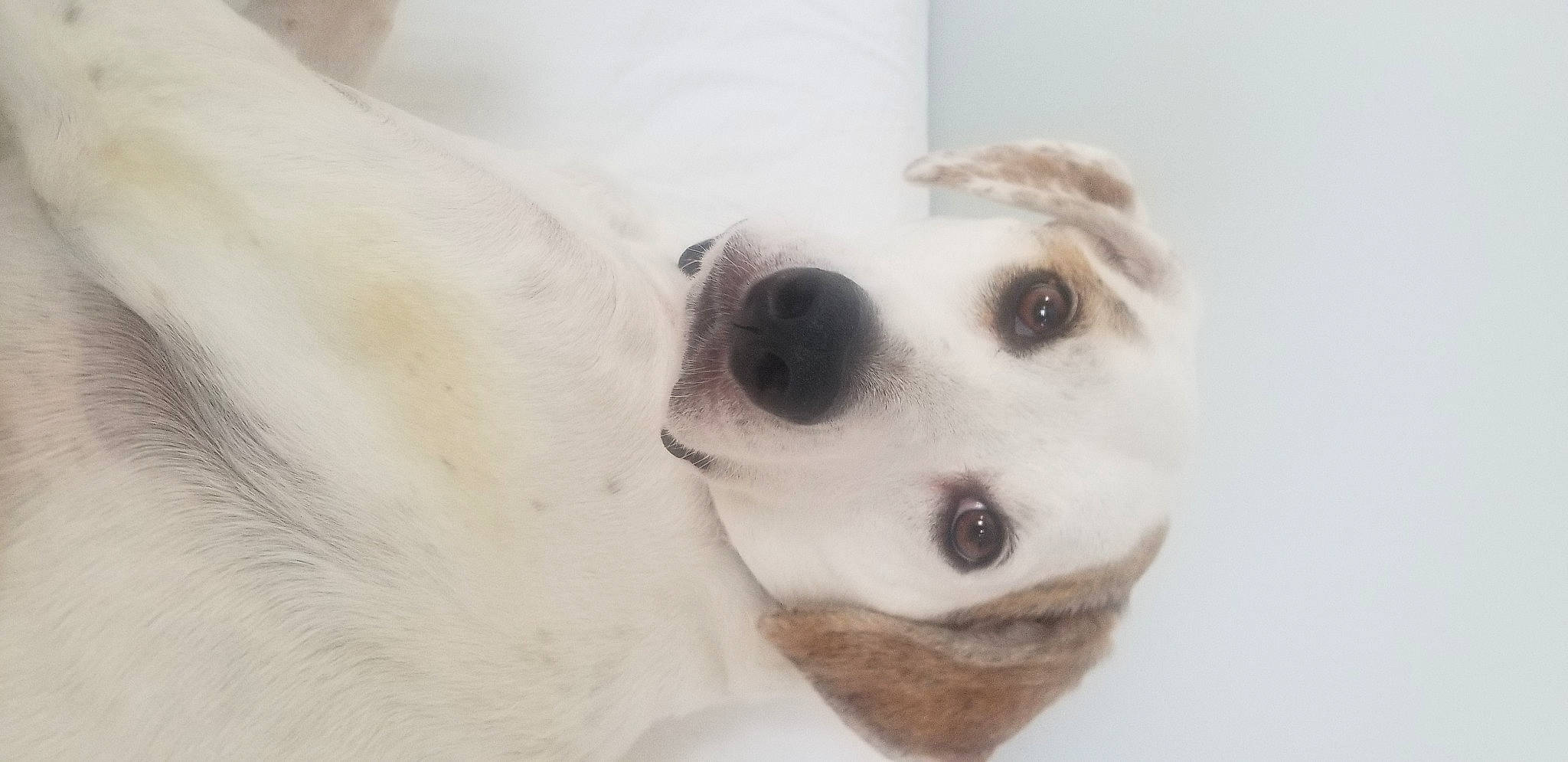 Finnegan joined the competition — help win amazing prizes! ancient_dog_breeds, canidae, carnivore, companion_dog, dog, dog_breed, eye, eyelash, fawn, fur, non_sporting_group, retriever, snout, sporting_group, tie, toy, whiskers, working_animal