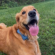 Charlie joined the competition — help win amazing prizes! animal, blue_collar, close_up, dog, garden, golden_fur, golden_retriever, grass, greenery, happy, lying_down, nose, open_mouth, outdoors, pet, playful, portrait, selfie, smiling, tongue