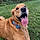 Charlie
