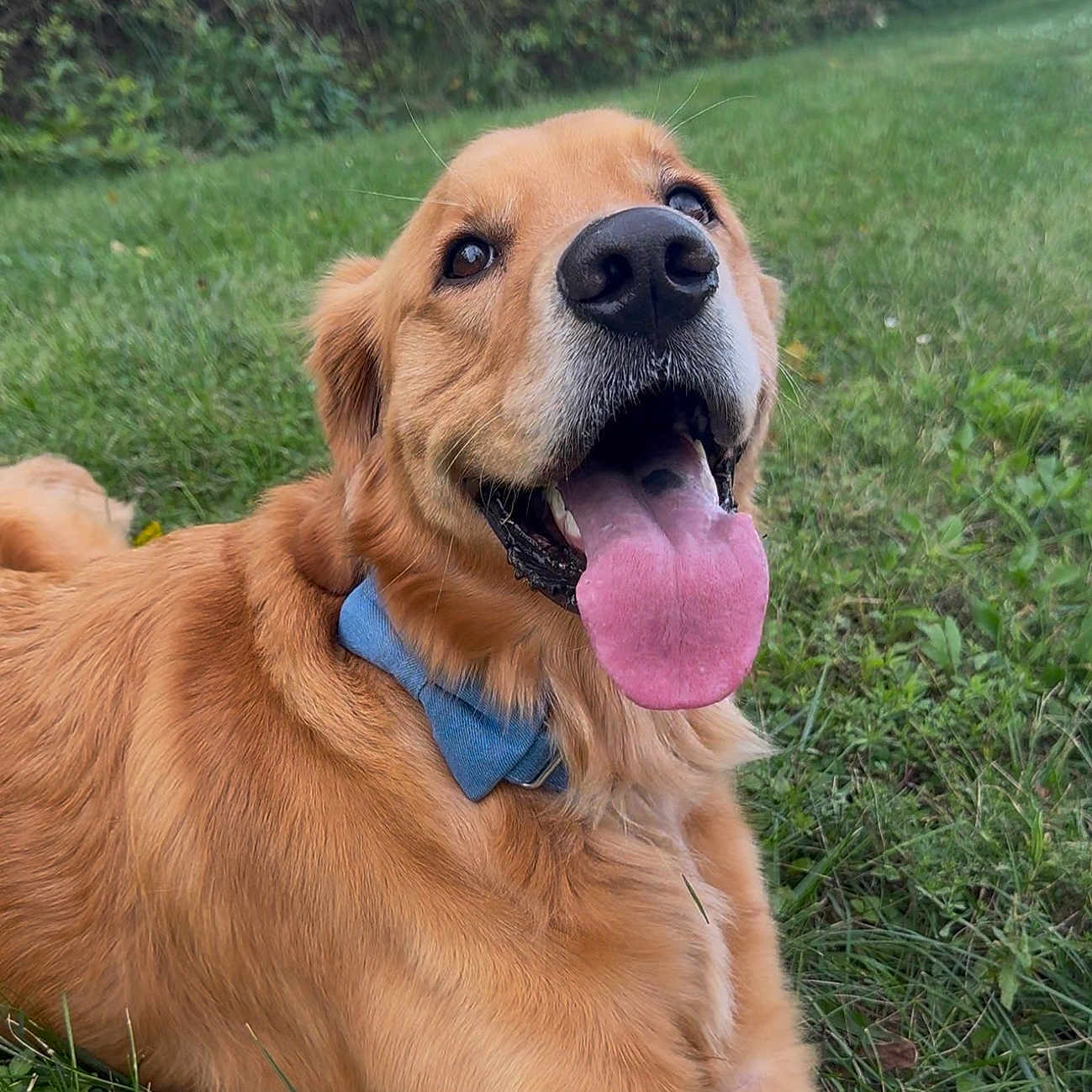 Charlie joined the competition — help win amazing prizes! animal, blue_collar, close_up, dog, garden, golden_fur, golden_retriever, grass, greenery, happy, lying_down, nose, open_mouth, outdoors, pet, playful, portrait, selfie, smiling, tongue