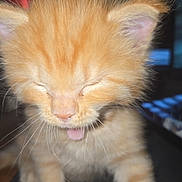 Artemis is registered to the contest to win money with this photo: kitten, cat, orange_cat, close_up, cute, fur, whiskers, tongue, pet, young_animal, indoor, coca_cola_can, blurred_background, small_animal, feline, face, animal, domestic_cat, adorable, closeup