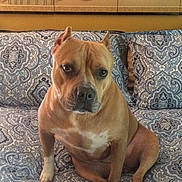 Penny is registered to the contest to win money with this photo: animal, bed, brown, canine, comfort, couch, decor, dog, ears, eyes, face, furniture, indoor, pattern, pet, pillow, portrait, sitting, snout, wall_art