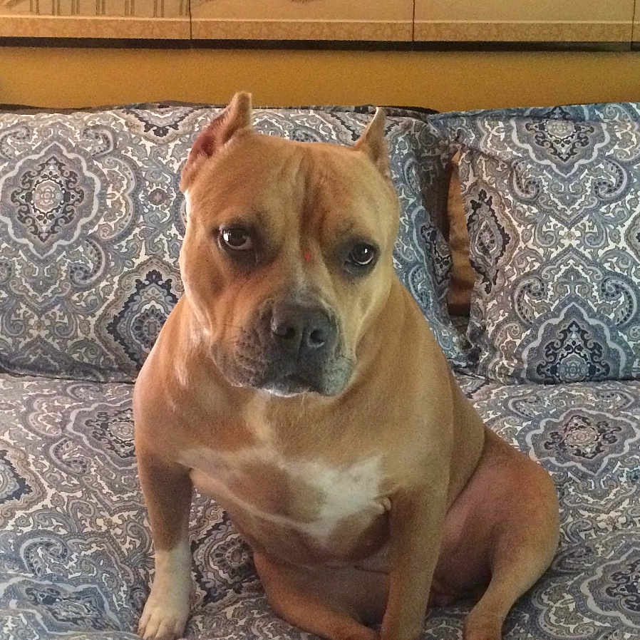 Penny is registered to the contest to win money with this photo: animal, bed, brown, canine, comfort, couch, decor, dog, ears, eyes, face, furniture, indoor, pattern, pet, pillow, portrait, sitting, snout, wall_art