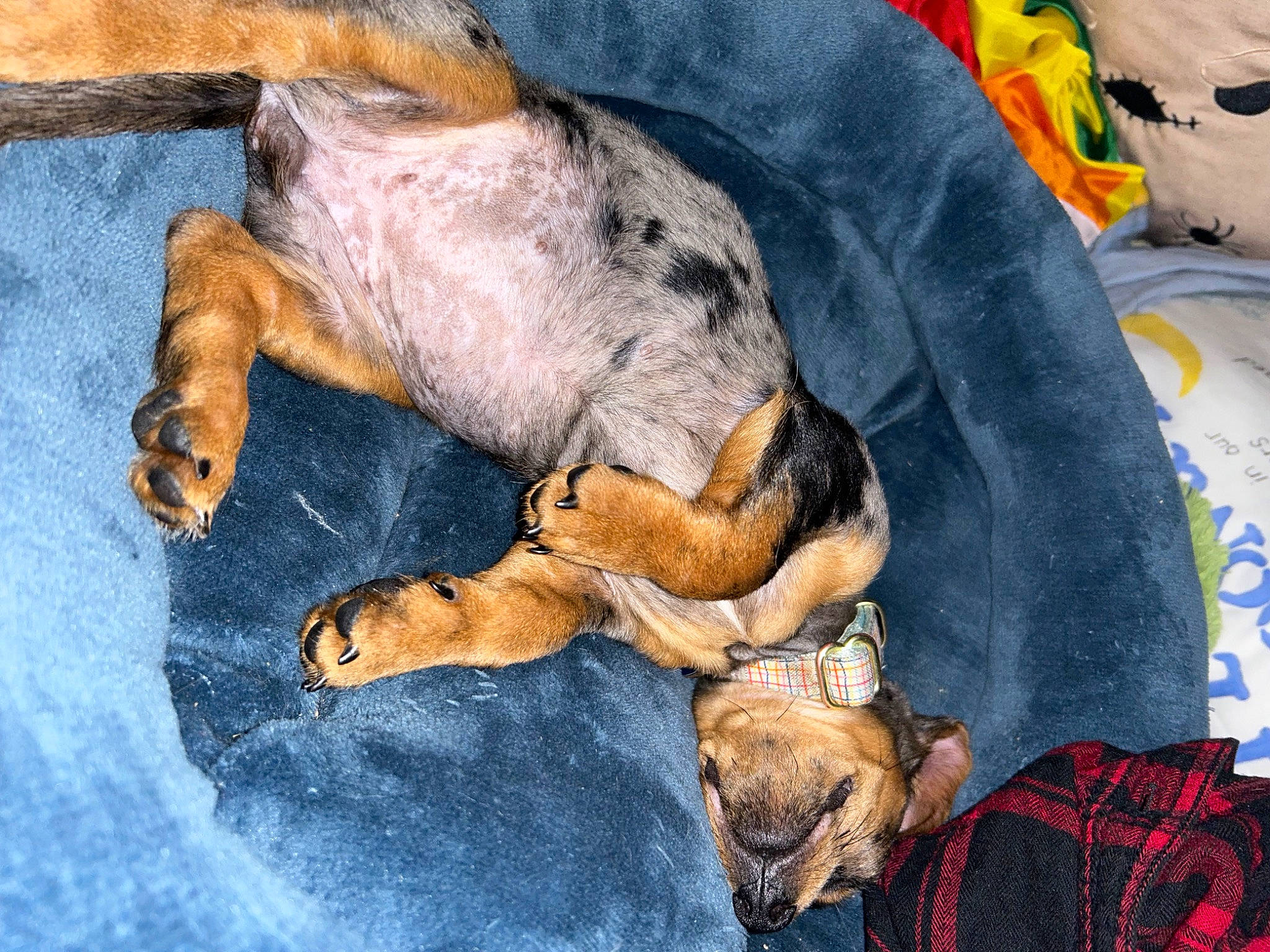 Indy joined the competition — help win amazing prizes! art, canidae, carnivore, comfort, companion_dog, dog, dog_breed, drawing, fawn, fur, guard_dog, linens, paint, painting, plaid, snout, sporting_group, tartan, visual_arts, working_animal