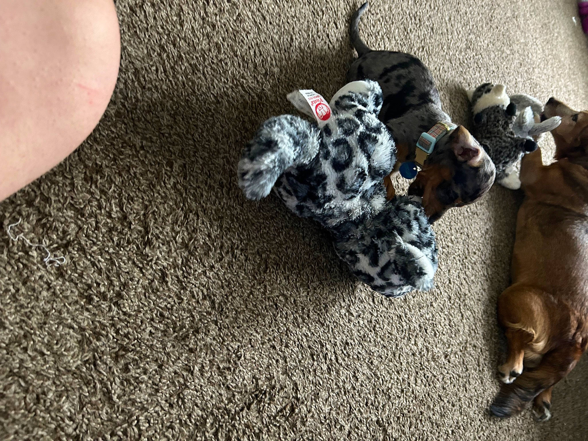 Indy joined the competition — help win amazing prizes! asphalt, canidae, carnivore, comfort, companion_dog, couch, dog, dog_breed, felidae, flooring, fur, grey, guard_dog, human_leg, military_camouflage, snout, sporting_group, tail, toy_dog, wood