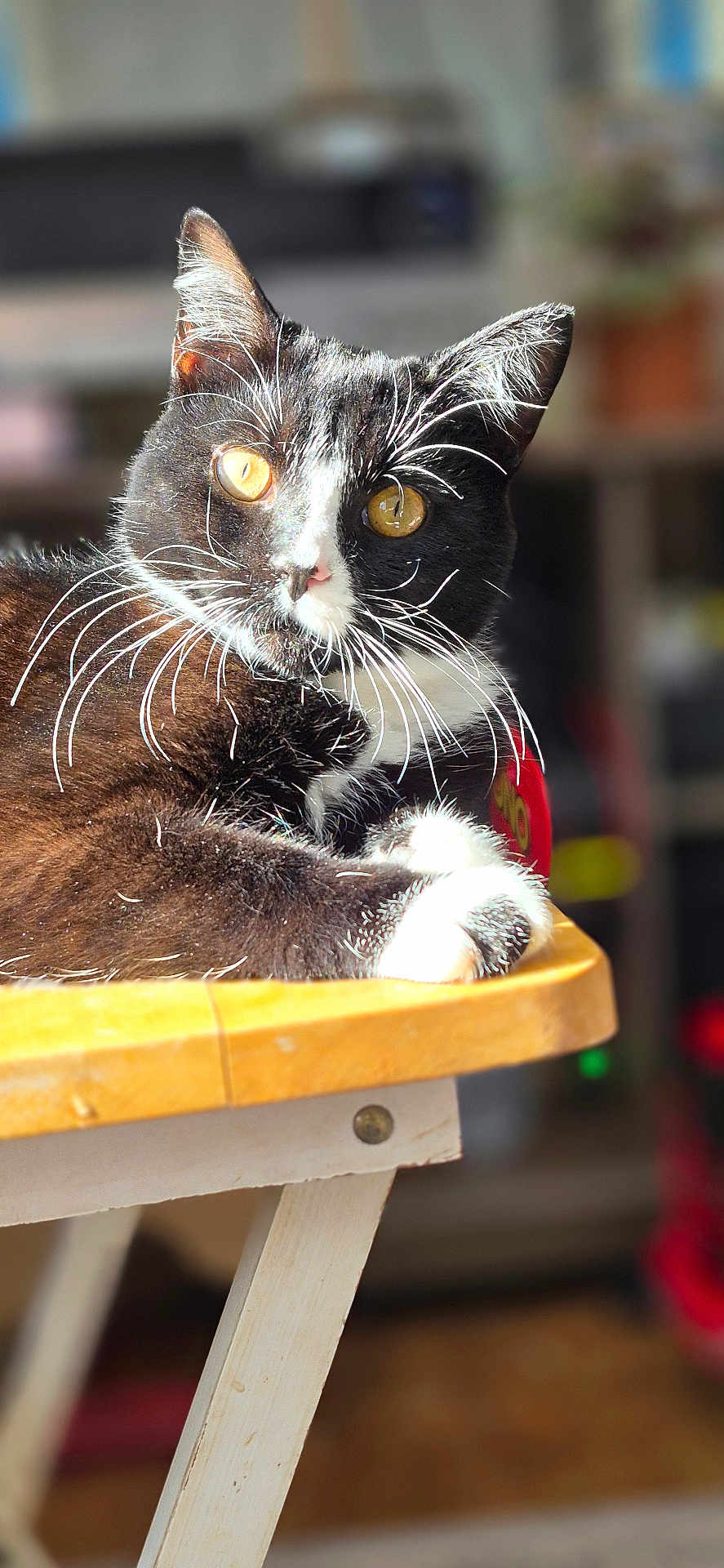 Wednesday joined the competition — help win amazing prizes! cat, tuxedo_cat, whiskers, golden_eyes, pet, feline, close_up, portrait, indoor, wooden_stool, chair, sunlight, shallow_depth_of_field, paws, white_markings, black_fur, domestic_cat, blurred_background, cozy, relaxed