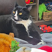 Wednesday joined the competition — help win amazing prizes! cat, tuxedo_cat, whiskers, yellow_eyes, plush_toy, toy_plane, toy_truck, wicker_basket, diapers, laundry_basket, blanket, sofa, leather_sofa, floor_mat, indoor, pet, relaxed, close_up, home_interior, playroom