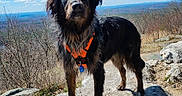 Chester joined the competition — help win amazing prizes! adventure, canine, clouds, dog, fur, harness, hiking, landscape, mountain_view, nature, orange_harness, outdoor, paw, pet, portrait, rock, scenic, sky, standing, trail