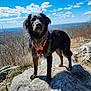 dog, canine, orange_harness, harness, rock, mountain_view, scenic, sky, clouds, outdoor, hiking, trail, paw, fur, portrait, pet, nature, landscape, adventure, standing