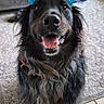 Chester is registered to the contest to win money with this photo: dog, indoor, birthday_candle_headband, black_dog, smiling, happy, person, couch, carpet, floor, home, sitting, long_hair, pet, celebration, animal, fur, face, portrait, friendly