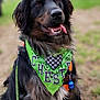 dog, canine, bandana, green_bandana, tongue_out, leash, grass, outdoor, park, portrait, black_fur, brown_fur, sitting, happy, pet, closeup, shallow_depth_of_field, blurred_background, collar, accessory
