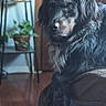 Chester joined the competition — help win amazing prizes! dog, black_dog, brown_dog, couch, indoor, plant, potted_plant, wooden_door, floor, rug, relaxed, pet, fur, animal, living_room, furniture, home, canine, portrait, domestic