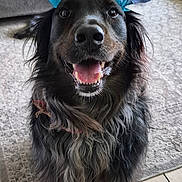 Chester is registered to the contest to win money with this photo: dog, birthday_hat, indoor, carpet, couch, person, floor, happy, smiling, black_dog, long_hair, pet, celebration, animal, living_room, furniture, casual_clothing, seated, decor, friendly