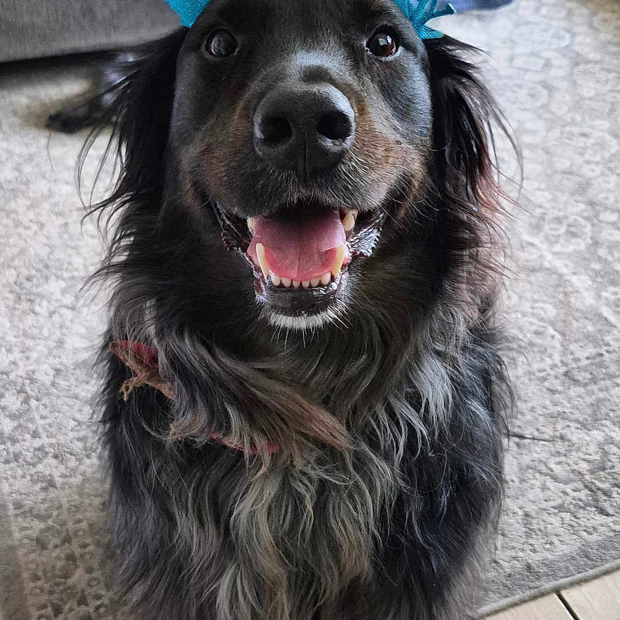 Chester