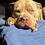 dog, pit_bull, pet, sleeping, close_up, paw, nails, nose, wrinkled_face, sunlight, blanket, sofa, indoor, relaxed, portrait, tan_coat, snout, face, companion, resting