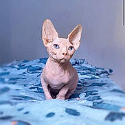 Satoshi a rejoint le concours — aidez-le/la à gagner de superbes lots ! sphynx_cat, hairless_cat, blue_eyes, pet, animal, cat, indoor, blanket, blue, curious, portrait, feline, whiskers, ears, skin, sitting, cute, domestic_animal, closeup, soft_light