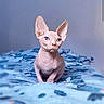 sphynx_cat, hairless_cat, blue_eyes, pet, animal, cat, indoor, blanket, blue, curious, portrait, feline, whiskers, ears, skin, sitting, cute, domestic_animal, closeup, soft_light