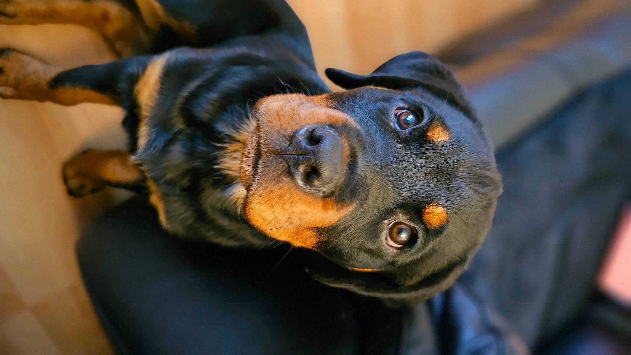 Roxy joined the competition — help win amazing prizes! austrian_black_and_tan_hound, canidae, carnivore, companion_dog, dog, dog_breed, ear, fawn, fur, guard_dog, hound, paw, pinscher, prazsky_krysarik, snout, sporting_group, toy_dog, whiskers, working_animal, working_dog