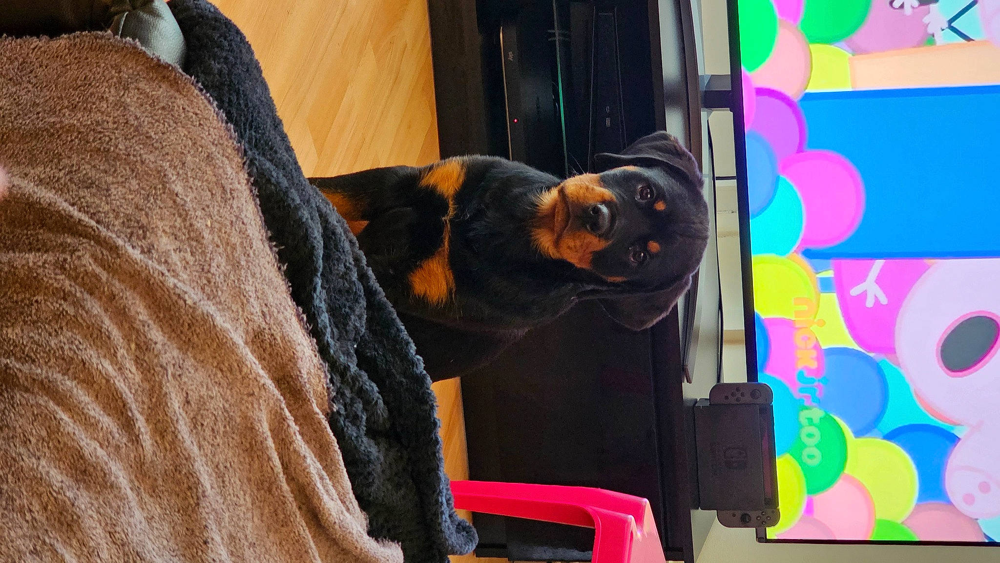 Roxy joined the competition — help win amazing prizes! art, artist, canidae, carnivore, comfort, companion_dog, dog, dog_breed, event, fun, fur, guard_dog, magenta, mammal, room, sitting, snout, sporting_group, vehicle_door, visual_arts