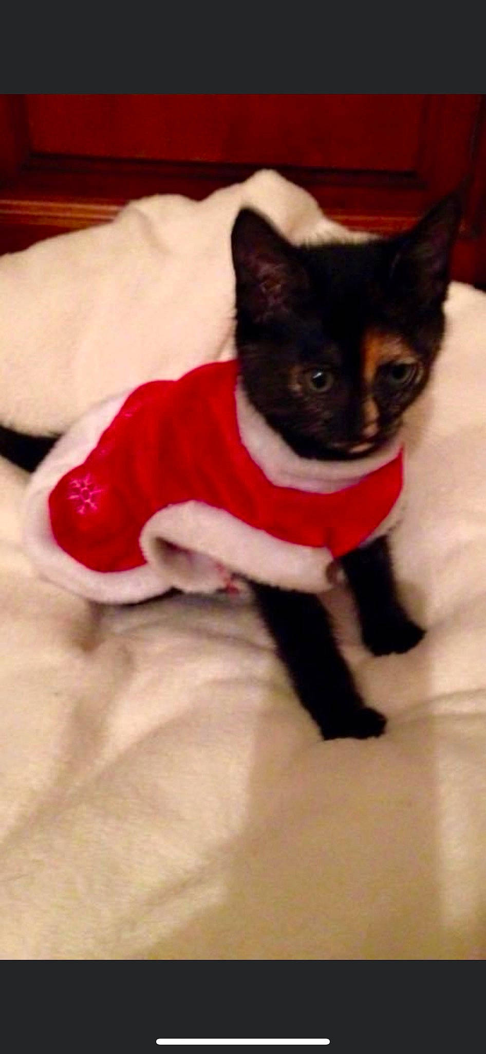 Jehna participe au concours pour gagner de l'argent avec cette photo : canidae, carmine, carnivore, cat, cat_supply, collar, dog_breed, domestic_short_haired_cat, fawn, felidae, fur, head, linens, paw, pet_supply, small_to_medium_sized_cats, snout, tail, thai, whiskers