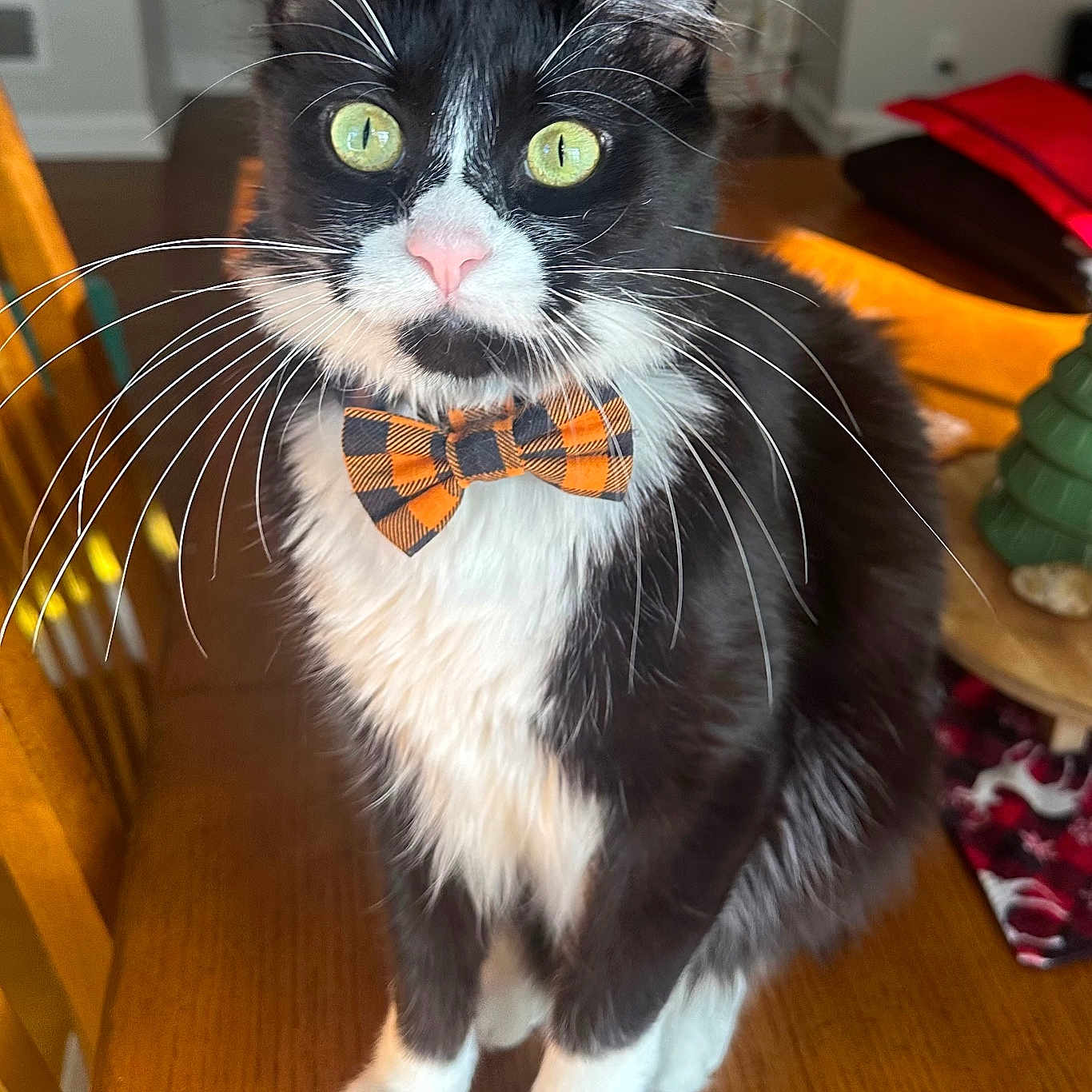Teddy is registered to the contest to win money with this photo: accessories, animal, architecture, bowtie, building, cat, face, formalwear, furniture, hardwood, head, indoors, interiordesign, kitten, livingroom, manx, pet, room, tie, wood