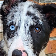 Uline a rejoint le concours — aidez-le/la à gagner de superbes lots ! dog, close_up, heterochromia, blue_eye, brown_eye, black_and_white_fur, nose, pet, animal, portrait, ears, cute, outdoor, brick_wall, young_dog, canine, fur, whiskers, snout, expression