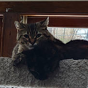 Tygres And Diva is registered to the contest to win money with this photo: cat, cats, feline, pet, indoor, window, perch, resting, sleeping, fur, animal, cozy, domestic, two, tabby, black_cat, relaxed, companions, home, natural_light