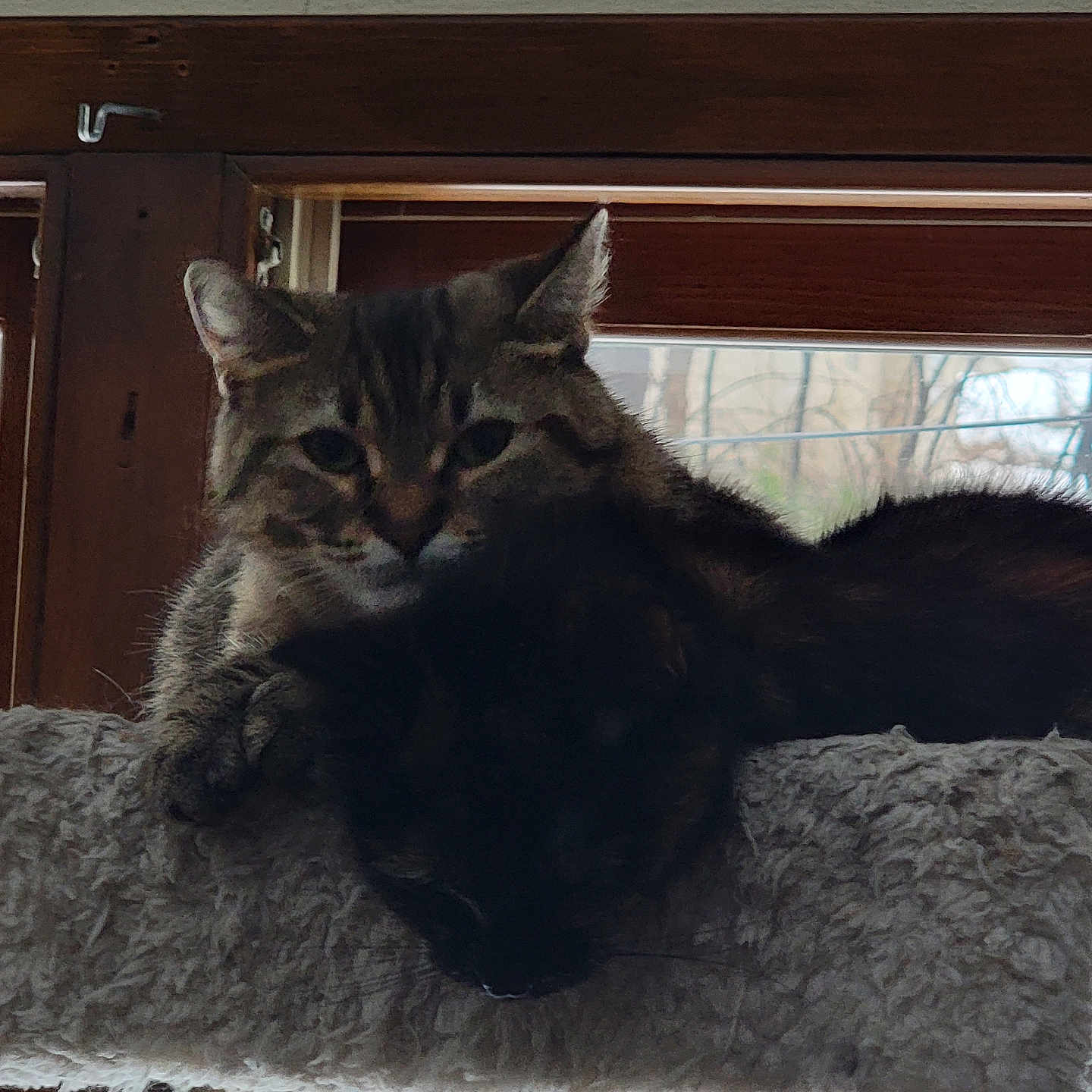 Tygres And Diva is registered to the contest to win money with this photo: animal, black_cat, cat, cats, companions, cozy, domestic, feline, fur, home, indoor, natural_light, perch, pet, relaxed, resting, sleeping, tabby, two, window