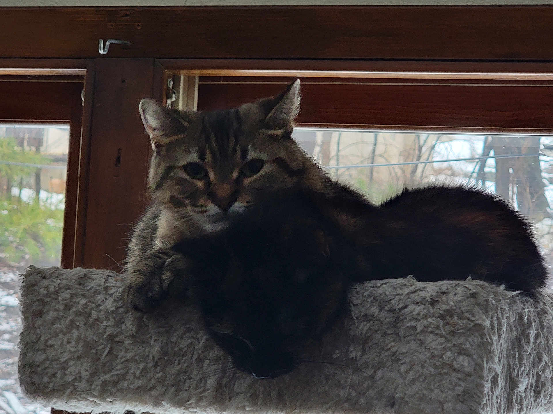 Tygres And Diva is registered to the contest to win money with this photo: cat, cats, feline, pet, indoor, window, perch, resting, sleeping, fur, animal, cozy, domestic, two, tabby, black_cat, relaxed, companions, home, natural_light