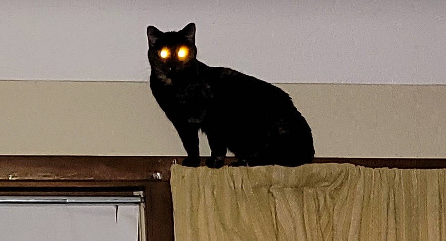 Diva joined the competition — help win amazing prizes! black_cat, bombay, canidae, carnivore, cat, domestic_short_haired_cat, felidae, fur, room, small_to_medium_sized_cats, snout, tail, terrestrial_animal, tree, whiskers, window, wood