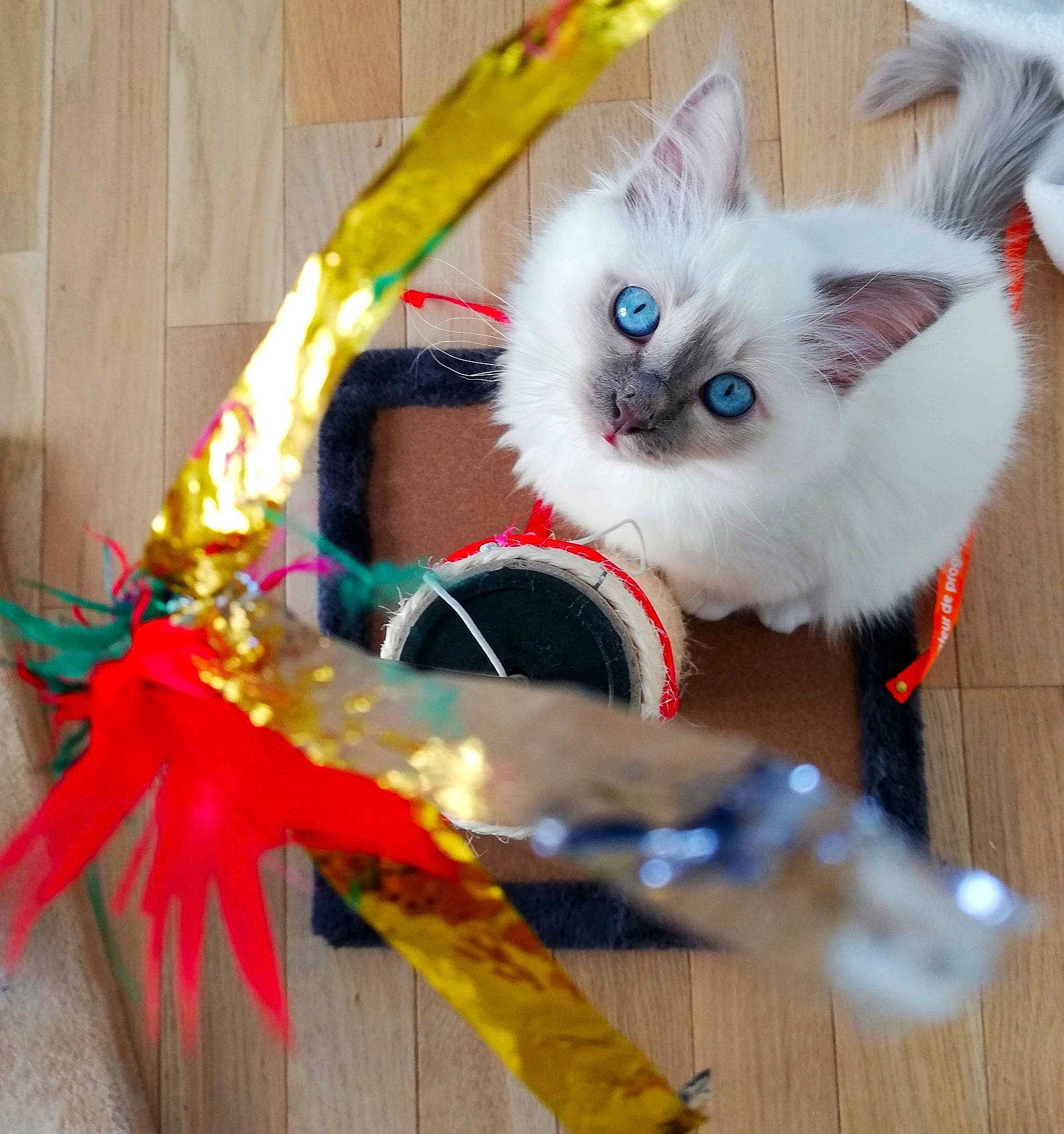 Fuky participe au concours pour gagner de l'argent avec cette photo : carnivore, cat, fawn, felidae, kitten, persian, ragamuffin, ragdoll, small_to_medium_sized_cats, tail, whiskers