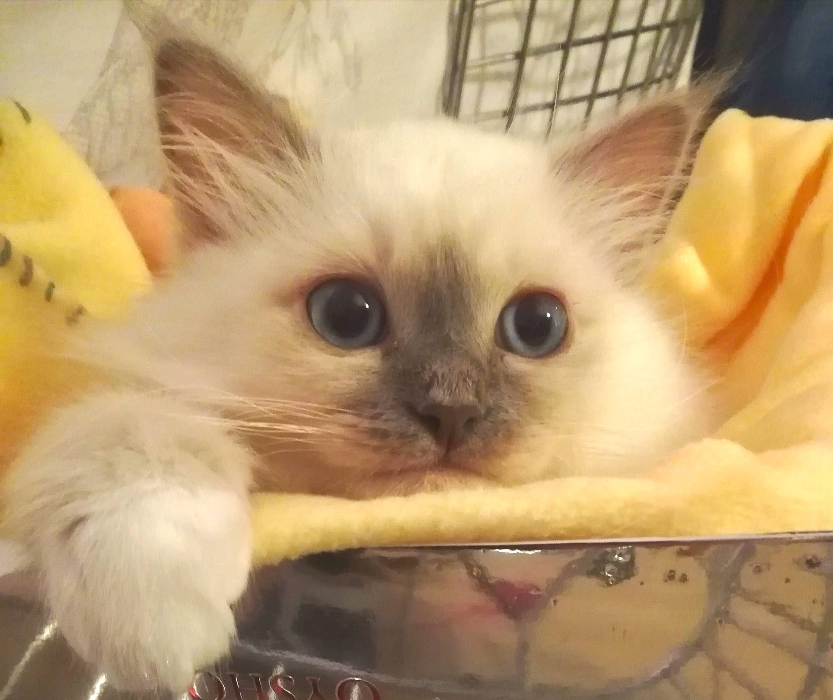 Fuky a rejoint le concours — aidez-le/la à gagner de superbes lots ! balinese, birman, burmilla, carnivore, cat, colorpoint_shorthair, eye, felidae, head, javanese, kitten, mammal, ragdoll, skin, small_to_medium_sized_cats, snout, thai, tonkinese, vertebrate, whiskers