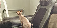 Nala joined the competition — help win amazing prizes! sphynx_cat, cat, hairless_cat, couch, massage_cushion, living_room, indoor, pet, furniture, beige, relaxation, window_light, cozy, domestic, curtain, table, glass, blanket, calm, side_view