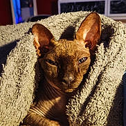 Nala is registered to the contest to win money with this photo: sphynx_cat, cat, pet, blanket, cozy, indoor, furless, wrinkled_skin, ears, closeup, animal, mammal, relaxing, sunlight, warm, resting, cute, companion, comfort, portrait