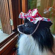 Olypops participe au concours pour gagner de l'argent avec cette photo : dog, window, hat, birthday_hat, black_and_white, fluffy, pet, indoors, looking_out, wooden_frame, side_view, festive, cute, animal, domestic_animal, celebration, accessory, canine, portrait, calm