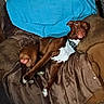 Hercules joined the competition — help win amazing prizes! dog, brown_dog, white_chest, couch, blanket, blue_blanket, brown_blanket, furniture, indoor, pet, canine, relaxing, lying_down, looking_sideways, expression, collar, domestic_animal, cozy, living_room, animal