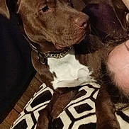 Hercules joined the competition — help win amazing prizes! dog, brown_dog, white_chest, collar, blanket, geometric_pattern, black_and_white, floor, wood_floor, pet, indoor, relaxed, animal, canine, companion, resting, human, face, partial_face, cozy
