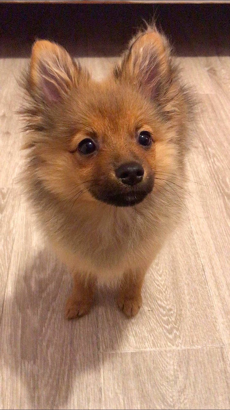 Pagaille a rejoint le concours — aidez-le/la à gagner de superbes lots ! canidae, carnivore, companion_dog, dog, dog_breed, fawn, fur, german_spitz, german_spitz_klein, german_spitz_mittel, mammal, non_sporting_group, papillon, pomeranian, puppy, rare_breed_dog, snout, spitz, toy_dog, vertebrate