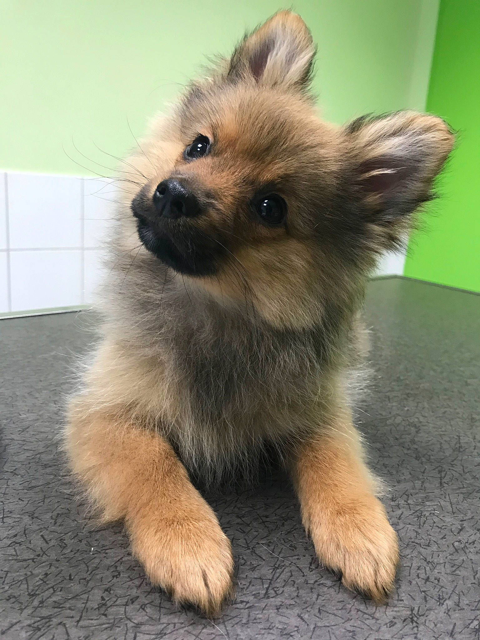 Pagaille a rejoint le concours — aidez-le/la à gagner de superbes lots ! ancient_dog_breeds, canidae, carnivore, companion_dog, dog, dog_breed, eurasier, fawn, german_spitz, german_spitz_mittel, mammal, non_sporting_group, norwich_terrier, pomeranian, puppy, rare_breed_dog, snout, spitz, toy_dog, vertebrate