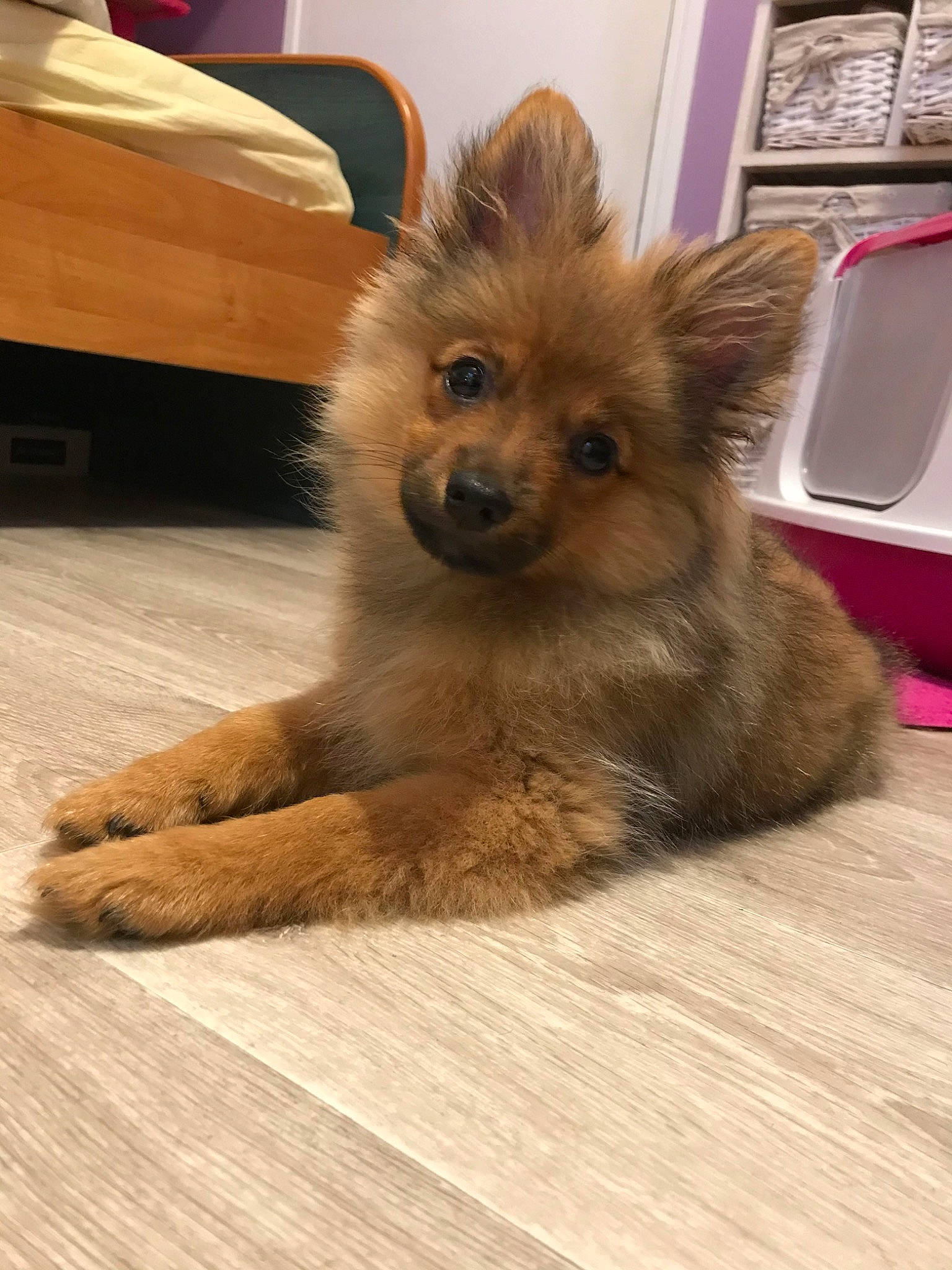 Pagaille a rejoint le concours — aidez-le/la à gagner de superbes lots ! canidae, carnivore, companion_dog, dog, dog_breed, eurasier, fawn, german_spitz, german_spitz_mittel, mammal, pomeranian, puppy, rare_breed_dog, snout, spitz, sporting_group, vertebrate, volpino_italiano, whiskers, yorkipoo