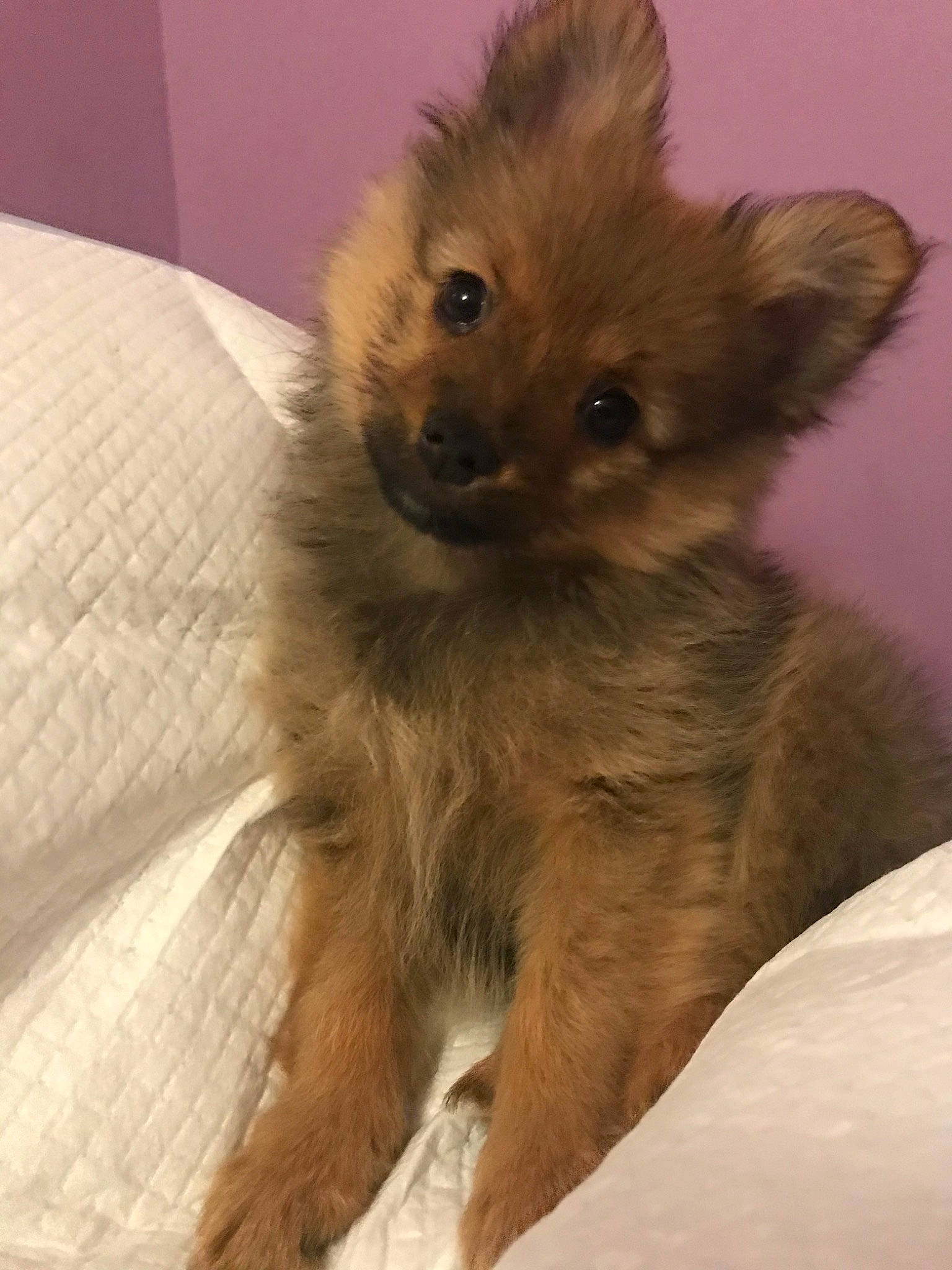 Pagaille participe au concours pour gagner de l'argent avec cette photo : canidae, carnivore, companion_dog, dog, dog_breed, fawn, german_spitz, mammal, non_sporting_group, pomeranian, puppy, snout, spitz, toy_dog, vertebrate, whiskers, yorkipoo