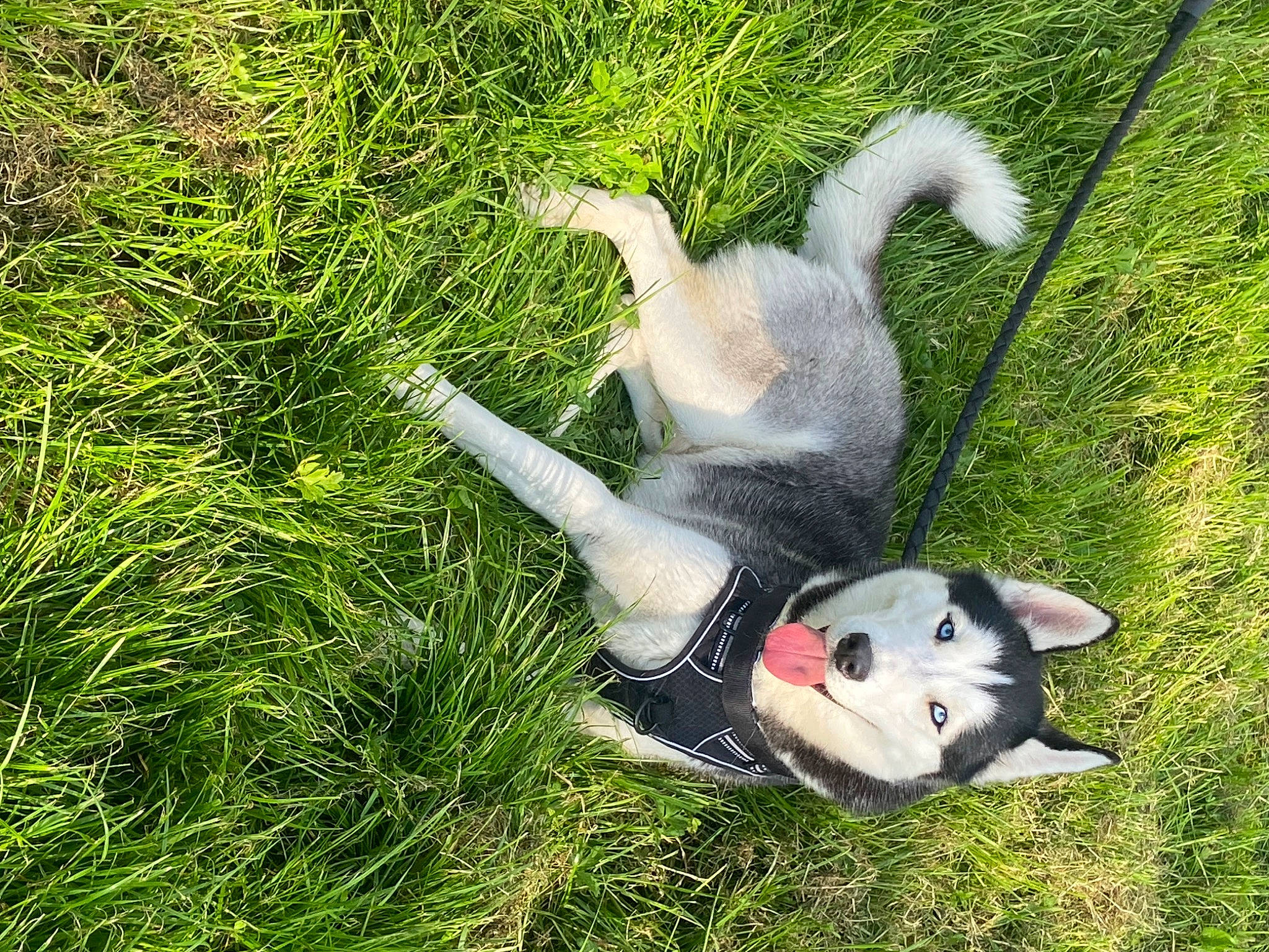 Tokyo participe au concours pour gagner de l'argent avec cette photo : ball, canidae, carnivore, collar, companion_dog, dog, dog_breed, fawn, grass, grassland, groundcover, mammal, pasture, plant, seabird, snout, sporting_group, tail, terrestrial_animal, vertebrate