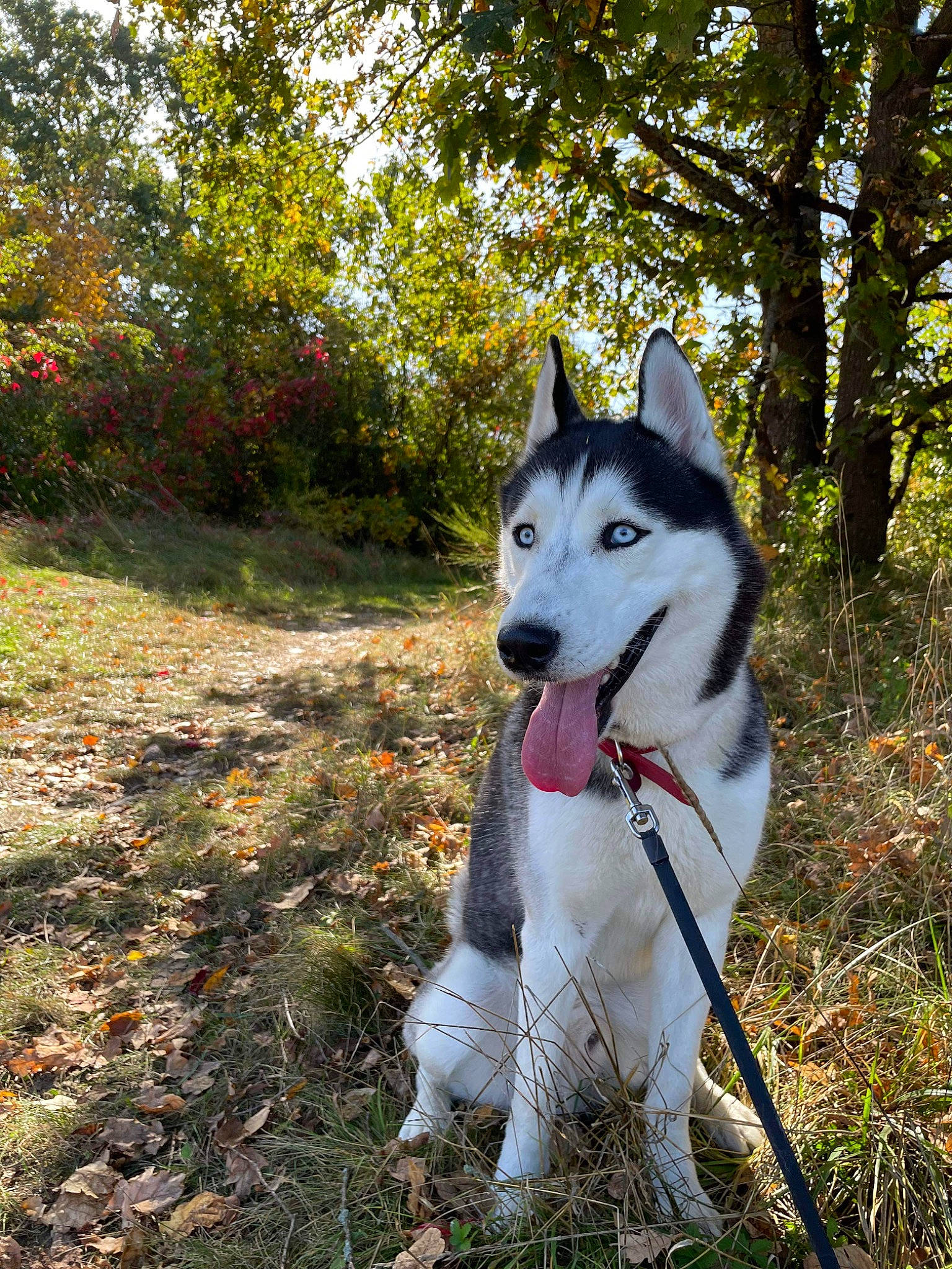 Tokyo a rejoint le concours — aidez-le/la à gagner de superbes lots ! adventure, canidae, canis, carnivore, collar, companion_dog, dog, dog_breed, forest, grass, plant, recreation, sled_dog, sporting_group, tail, terrestrial_animal, tree, wildlife, working_animal, working_dog