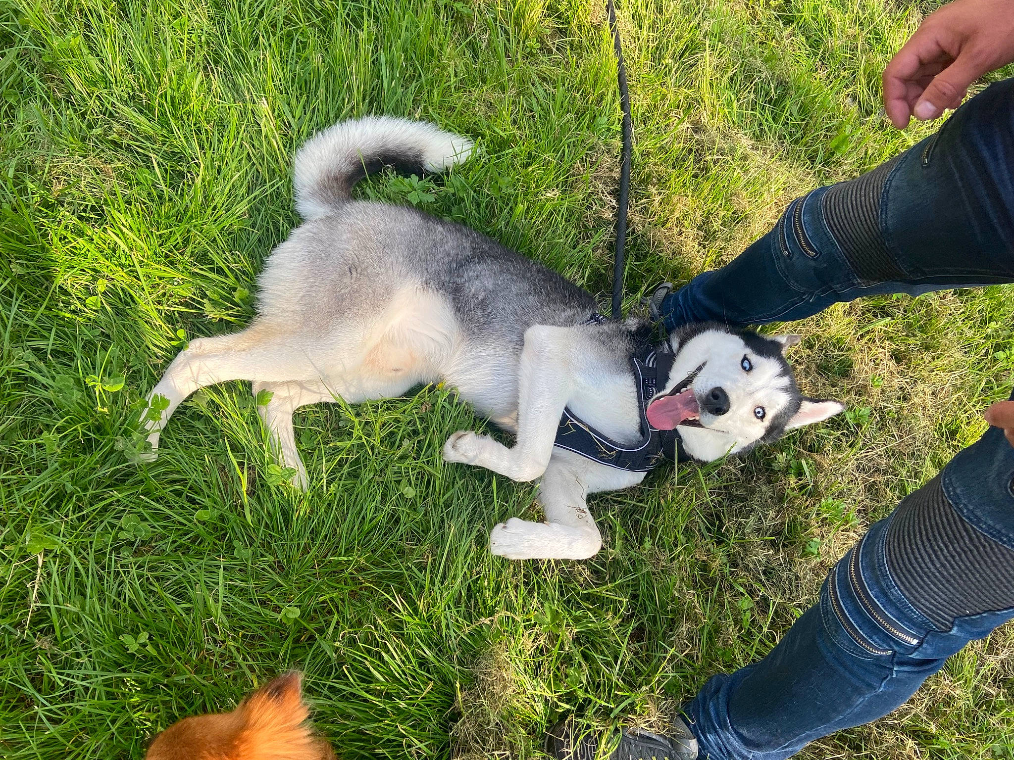 Tokyo participe au concours pour gagner de l'argent avec cette photo : canidae, companion_dog, dog, dog_breed, fur, garden, grass, grassland, happy, lawn, leisure, pasture, people_in_nature, plant, siberian_husky, sitting, sled_dog, sporting_group, tail, tree
