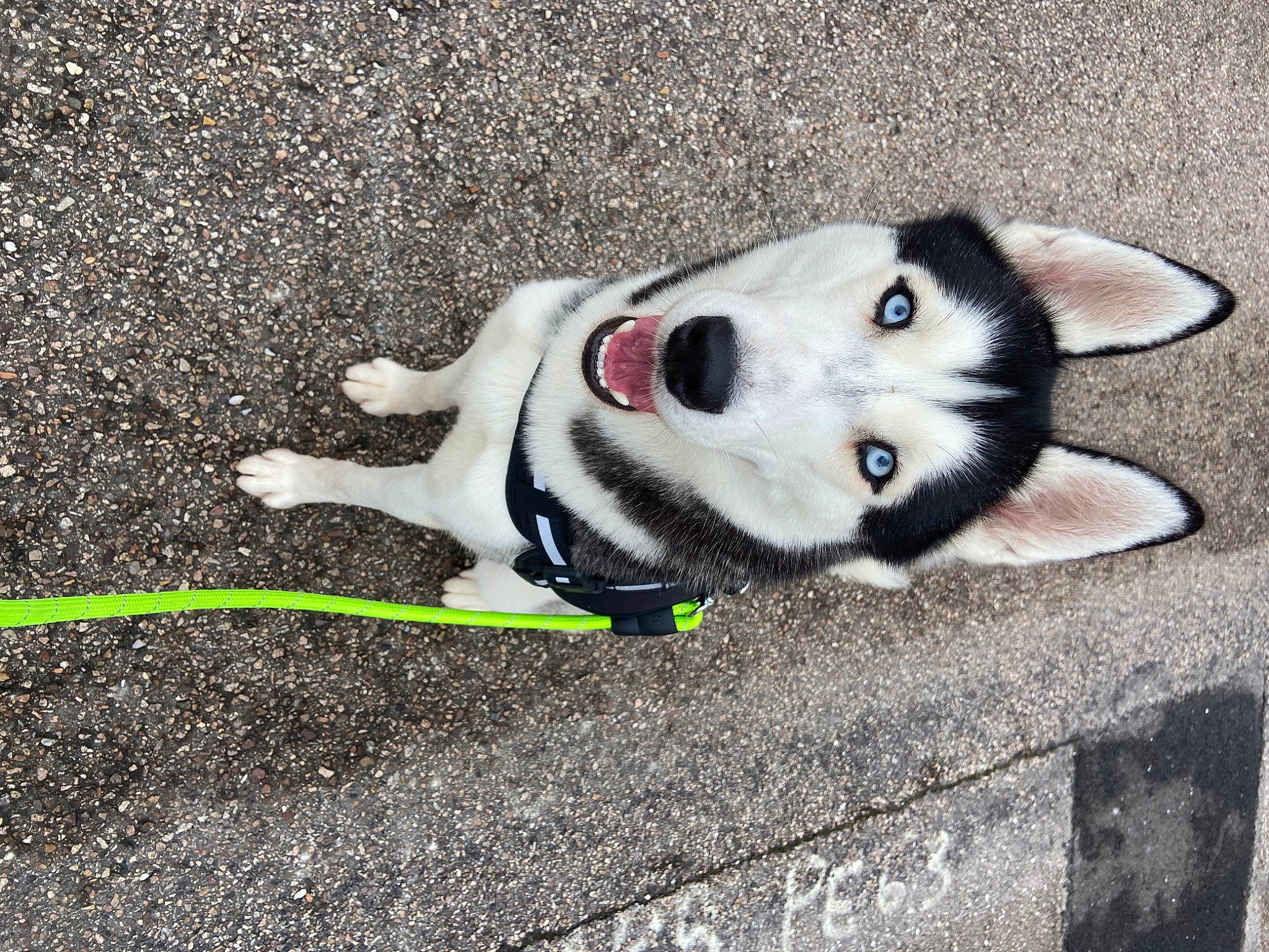 Tokyo participe au concours pour gagner de l'argent avec cette photo : asphalt, canidae, carmine, carnivore, collar, companion_dog, dog, dog_breed, eye, fawn, felidae, fur, paw, road_surface, sidewalk, small_to_medium_sized_cats, snout, sporting_group, tail, whiskers
